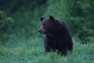 Niedźwiedź brunatny, (Ursus arctos), brown bear