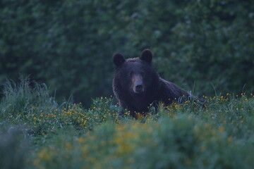 Niedźwiedź brunatny, (Ursus arctos), brown bear © Bartosz Rakoczy