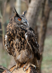 European Eagle Owl.  Captive Bird of prey, sitting on tree trunk and fence post.