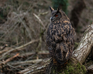 European Eagle Owl.  Captive Bird of prey, sitting on tree trunk and fence post.