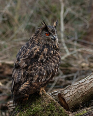 European Eagle Owl.  Captive Bird of prey, sitting on tree trunk and fence post.