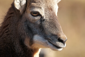 Close-up portrait of a brown goat.