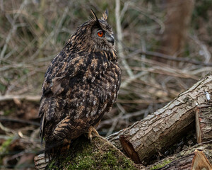 European Eagle Owl.  Captive Bird of prey, sitting on tree trunk and fence post.