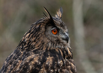 European Eagle Owl.  Captive Bird of prey, sitting on tree trunk and fence post.