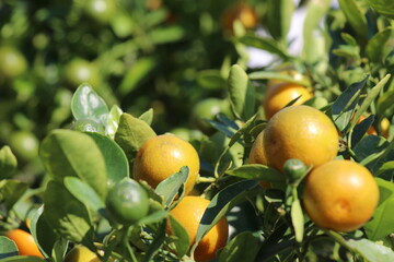 Oranges on the tree in the garden