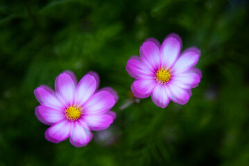 Fototapeta premium Gesang flower sea. Spring natural scenery.