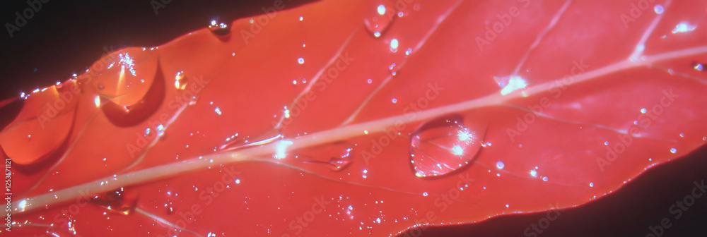 Poster droplets gather on a leaf surface reflecting a bright background in diverse sizes