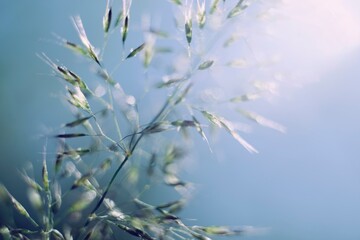 Grass in sunlight