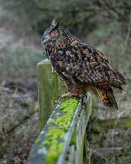 European Eagle Owl.  Captive Bird of prey, sitting on tree trunk and fence post.
