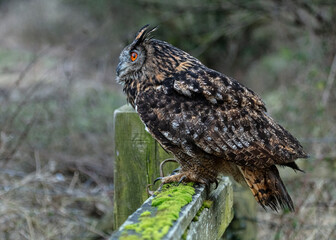 European Eagle Owl.  Captive Bird of prey, sitting on tree trunk and fence post.