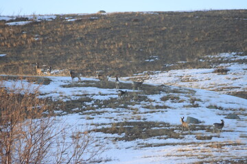 Winter and Spring Scenery in the hills at the Qu'Appelle River, Fairy Hill, Saskatchewan