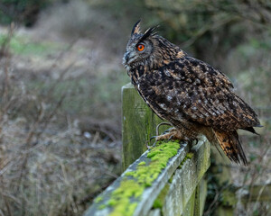 European Eagle Owl.  Captive Bird of prey, sitting on tree trunk and fence post.