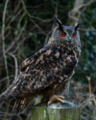 European Eagle Owl.  Captive Bird of prey, sitting on tree trunk and fence post.