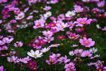 Obraz premium Gesang flower sea. Spring natural scenery.