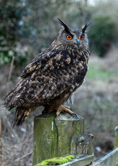 European Eagle Owl.  Captive Bird of prey, sitting on tree trunk and fence post.