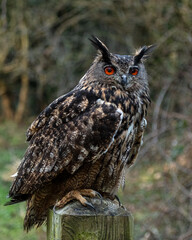 European Eagle Owl.  Captive Bird of prey, sitting on tree trunk and fence post.
