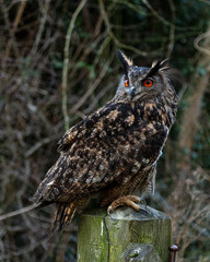 European Eagle Owl.  Captive Bird of prey, sitting on tree trunk and fence post.