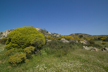 Asinara island, vegetation near Santa Maria. Sardinia, Italy. Euphorbia dendroides, also known as...