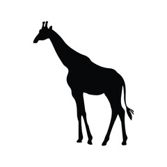 Silhouette of a giraffe standing gracefully on a white background showcasing its long neck and distinct form