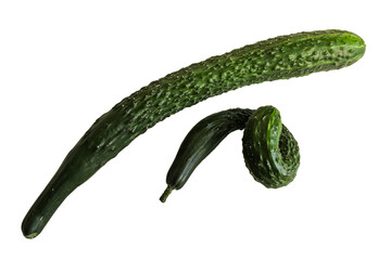cucumber isolated on white background, crooked cucumber, two cucumbers, still life