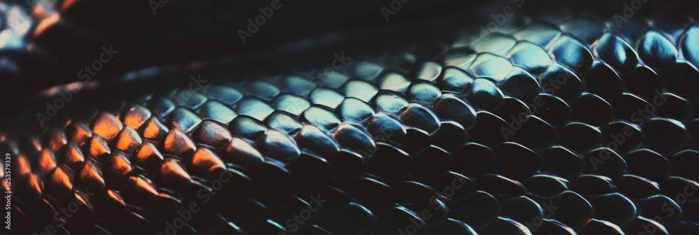 Poster intricate hand-drawn snake skin texture showcases overlapping rounded scales and subtle shading