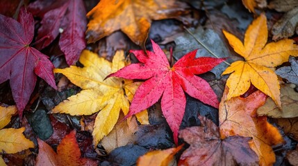 Isolated autumn leaves in various colors