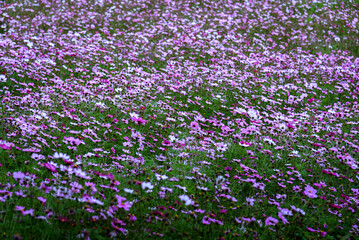 Obraz premium Gesang flower sea. Spring natural scenery.
