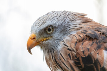Obraz premium Red Kite. Bird of Prey sitting on perch. 