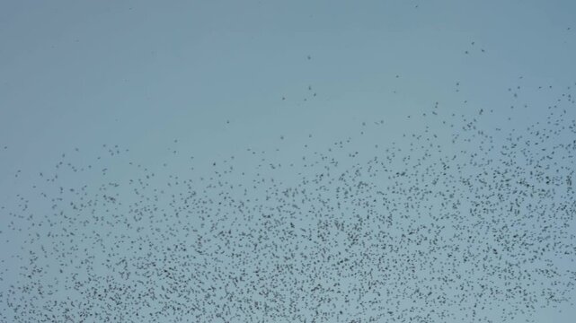 Flock of bats flying from cave in the evening