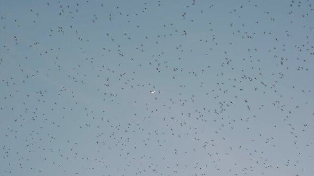 Flock of bats flying from cave in the evening