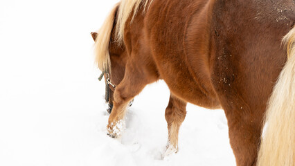 shetland pony playing in snow - close up 