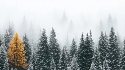 Fototapeta premium Serene Winter Forest Under Snowfall with Faint Fog and Solitary Yellow Tree in the Wilderness