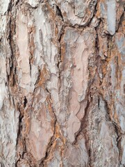Fototapeta premium the texture of pine bark in the rays of the winter sun. background