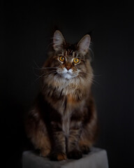 Beautiful cat Maine Coon on a black background