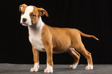 American Staffordshire Terrier puppy on a black background