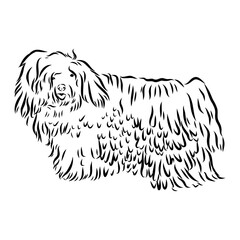 Minimalist puli dog logo design. Modern line art, vector, graphic, icon, illustration