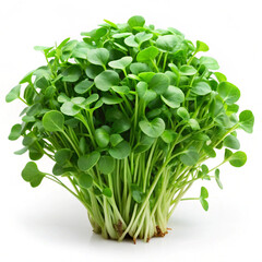 Naklejka premium Watercress isolated on white background 