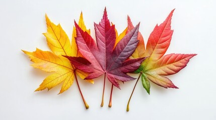 Pile of autumn colored leaves isolated on white background, including different maple leaves