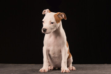 American Staffordshire Terrier puppy on a black background