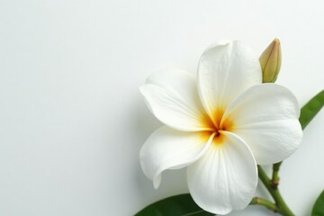 White peony like frangipani on white background, bloom, texture, frangipani