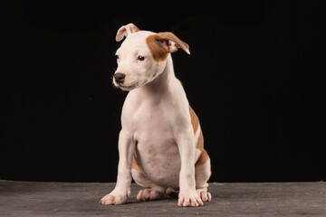 American Staffordshire Terrier puppy on a black background