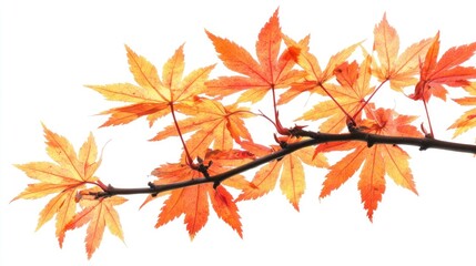 PNG autumn leaves backgrounds with maple plant