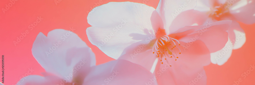 Poster Overlapping sakura petals create depth against a bright pink backdrop for striking design