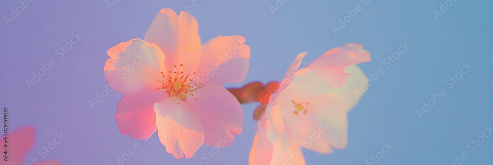 Aufkleber two sakura petals gently resting on a bright purple background creating a soft visual effect