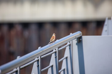 Obraz premium Ein Bluthänfling auf einem Geländer, Brüstung.