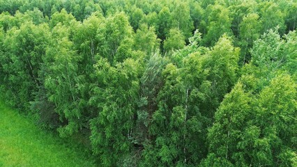 Scenic Aerial Perspective of Dense Forest