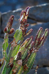 Detail eines Kaktus, Ein Kaktus in einer Tropischen Umgebung. 