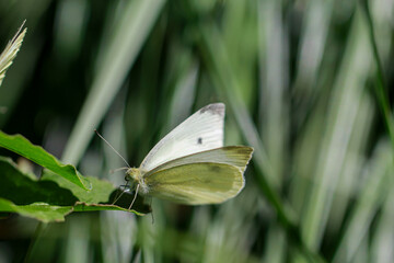 Ein kleiner Kohlweißling auf einer Pflanze.