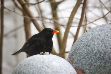 Eine Amsel auf einem Kugelbrunnen.