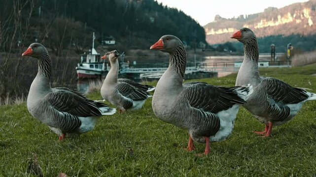 A group of greylag geese standing on a grassy riverside with a scenic backdrop of mountains and a docked boat. One goose is honking with its beak open, creating a lively and dynamic scene.